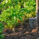 Prihrana i đubrivo za jagode u jesen